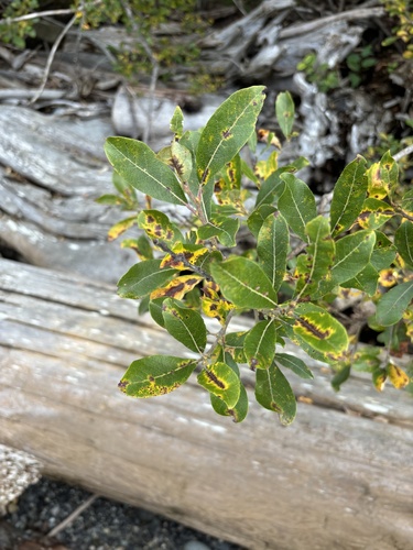 Scouler's willow (Salix scouleriana)