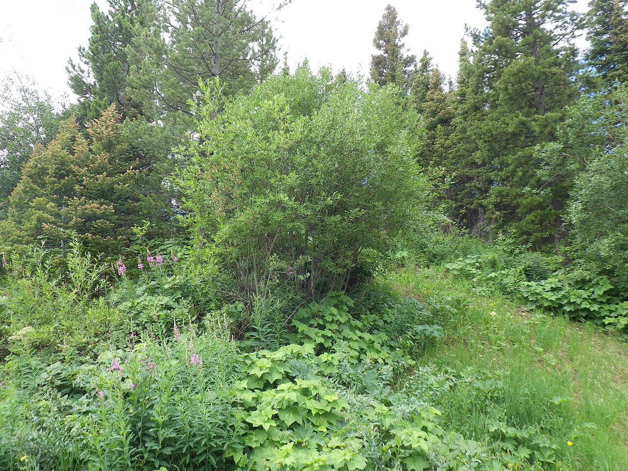 Scouler's willow: The shrub at center comprises both Salix bebbiana (to the left) and Salix scouleriana (to the right), up on a well drained hill side, away from running or stand