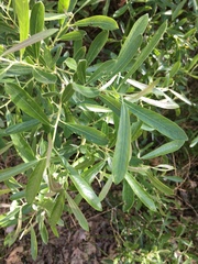 Scouler's willow (Salix scouleriana)