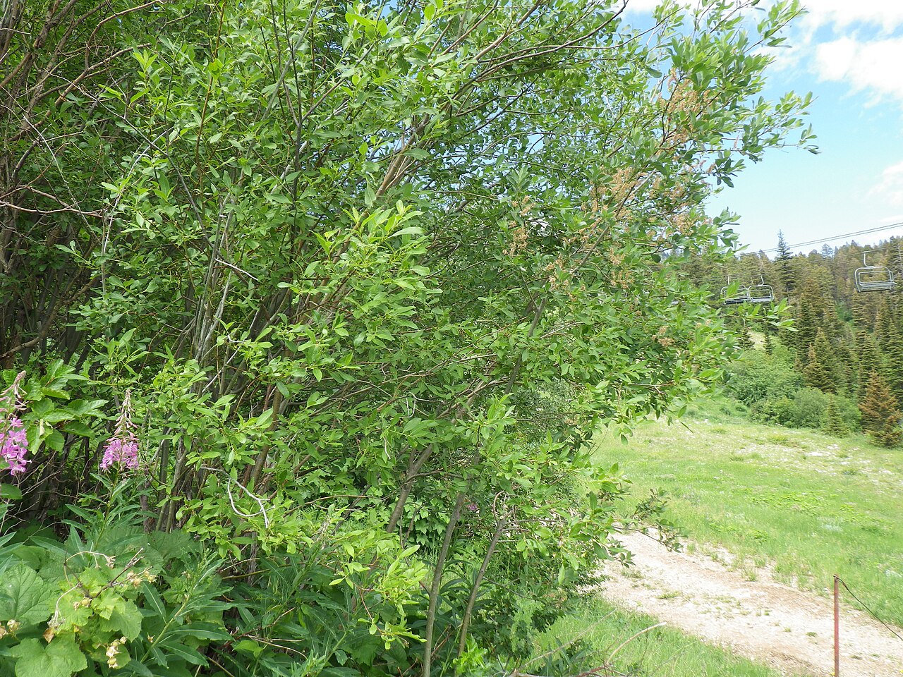 Scouler's willow: The shrub at center comprises both Salix bebbiana (with catkins) and Salix scouleriana (without catkins), up on a well drained hill side, away from running or s