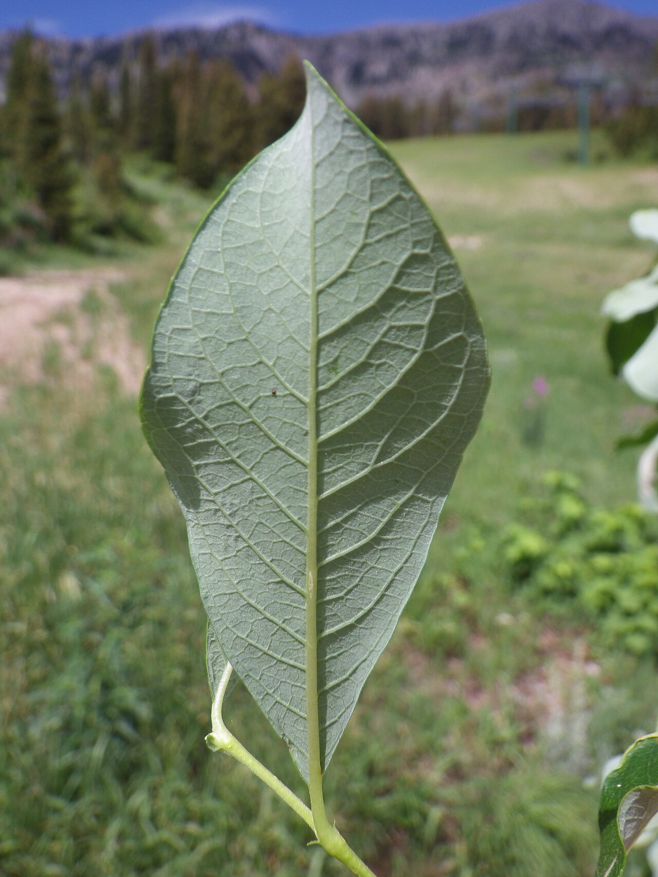 Scouler's willow: The leaves of Salix scouleriana are very similar to those of Salix bebbiana (e.g., whitish reticulate-veined undersurfaces) except for the obovate or oblanceola