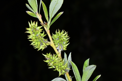 Scouler's willow (Salix scouleriana)