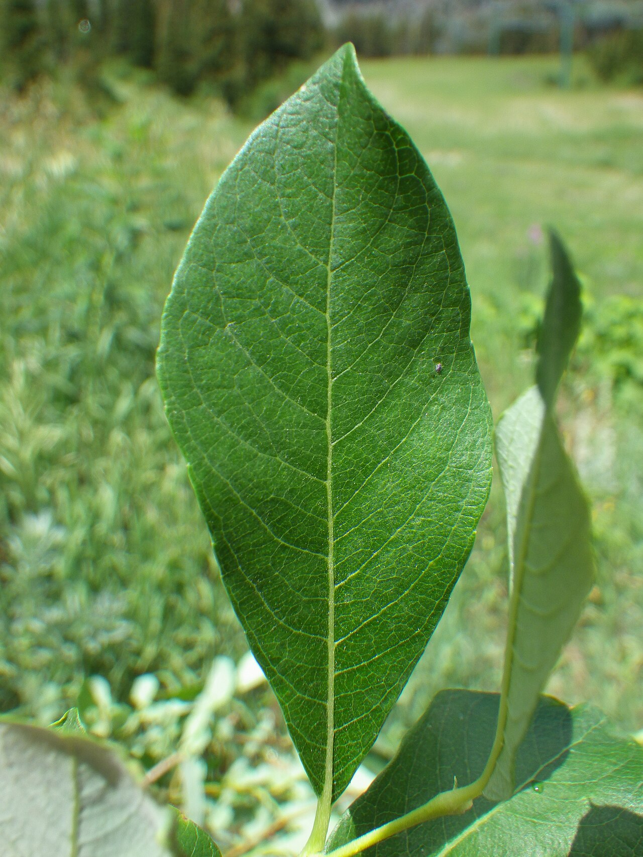 Scouler's willow: The leaves of Salix scouleriana are very similar to those of Salix bebbiana (e.g., whitish reticulate-veined undersurfaces) except for the obovate or oblanceola