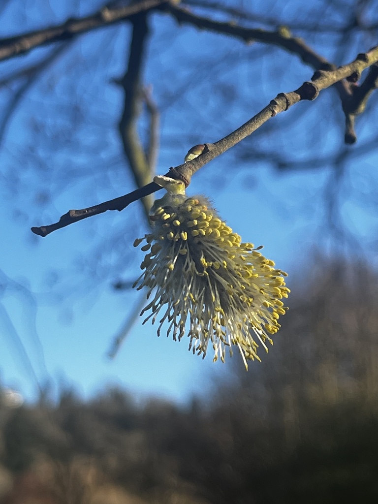 Scouler's willow (Salix scouleriana)