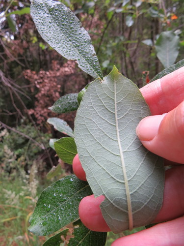 Scouler's willow (Salix scouleriana)