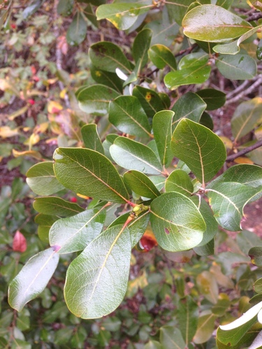 Scouler's willow (Salix scouleriana)