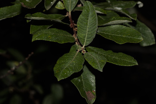 Sitka willow (Salix sitchensis)