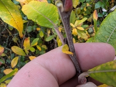 Sitka willow (Salix sitchensis)
