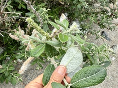 Sitka willow (Salix sitchensis)