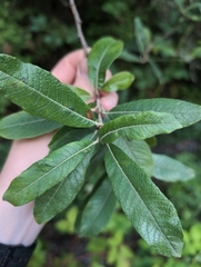 Sitka willow (Salix sitchensis)
