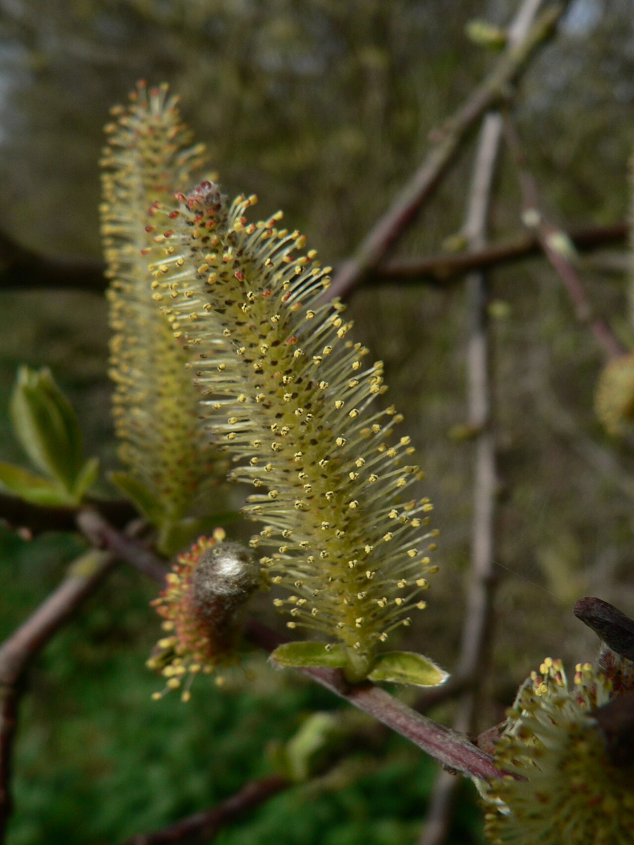 Sitka willow: Sitka Willow