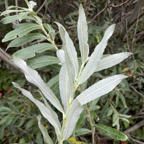 Sitka willow (Salix sitchensis)