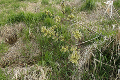 Sitka willow (Salix sitchensis)