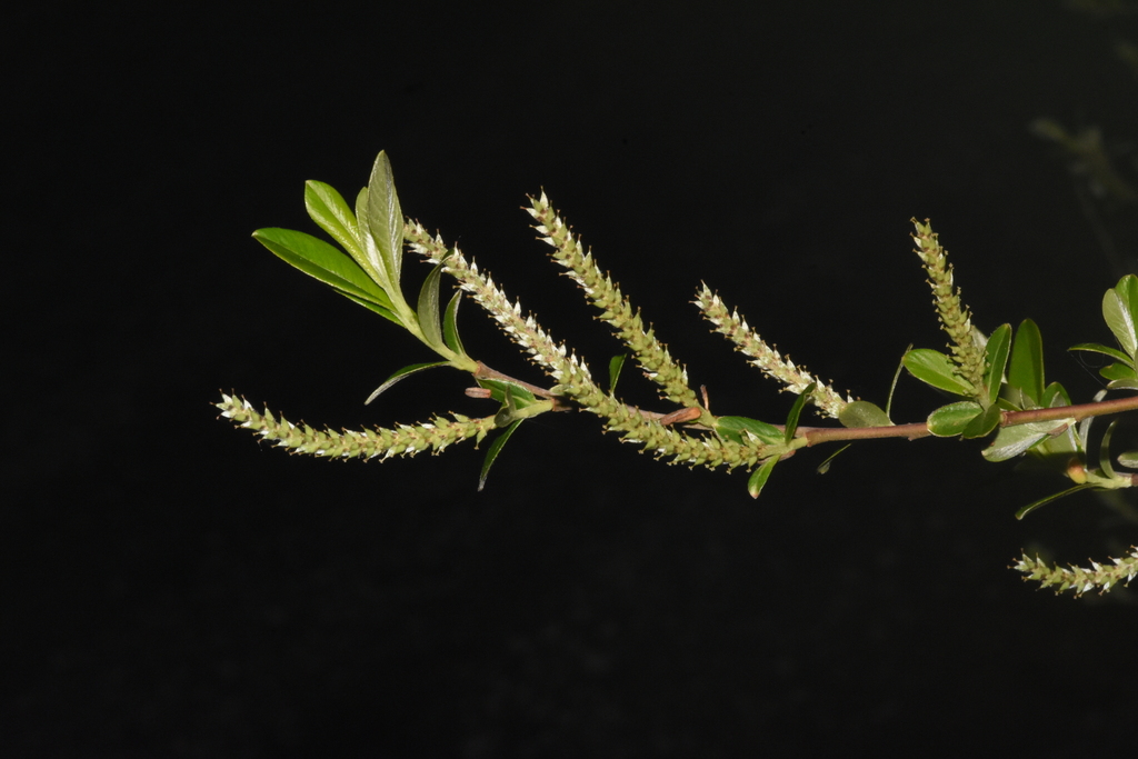 Sitka willow (Salix sitchensis)