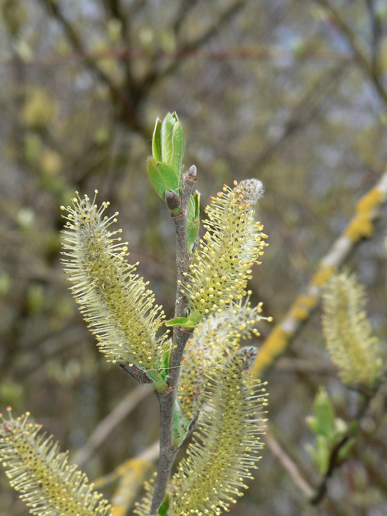 Sitka willow: Sitka Willow