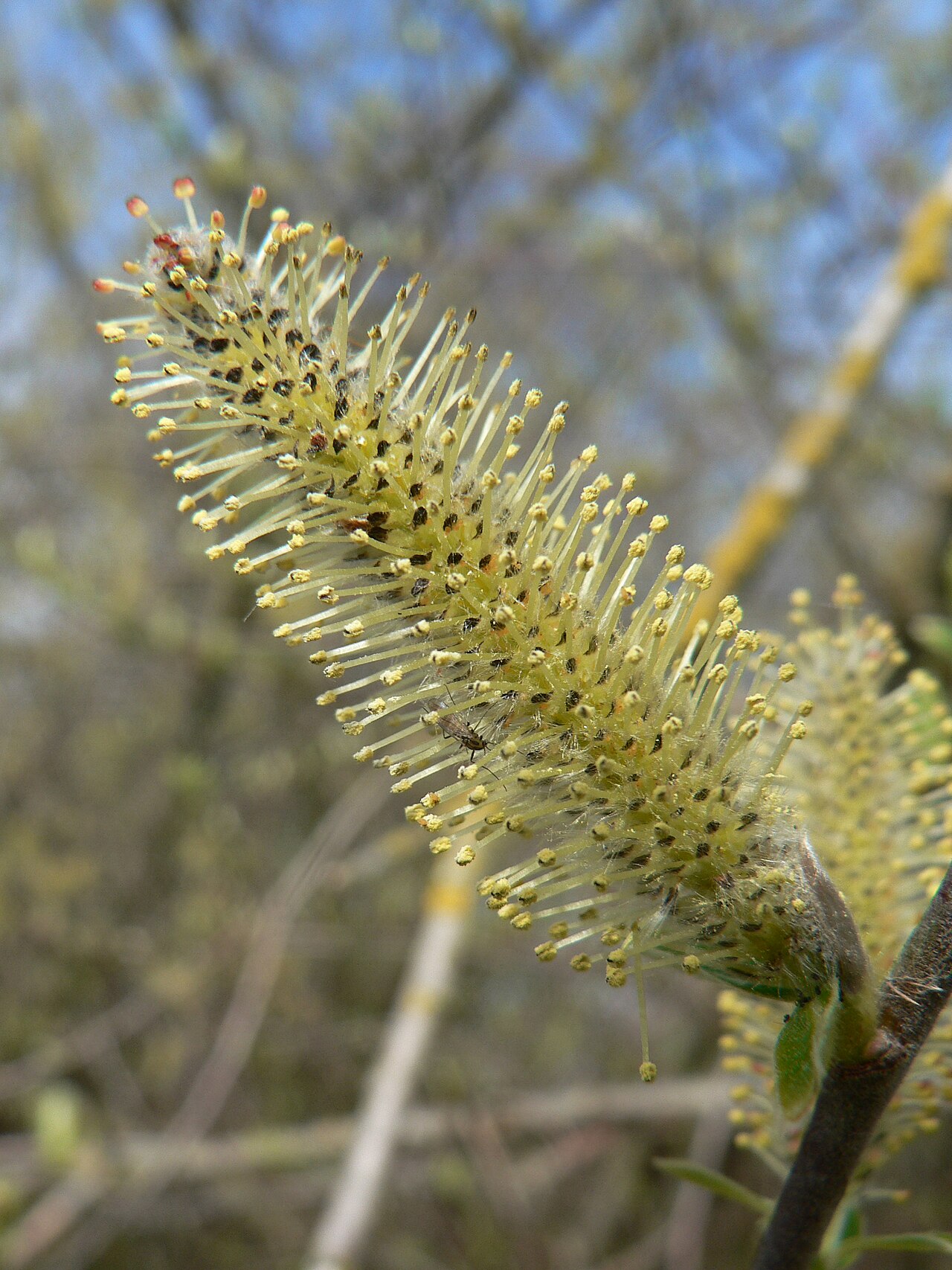 Sitka willow: Sitka Willow