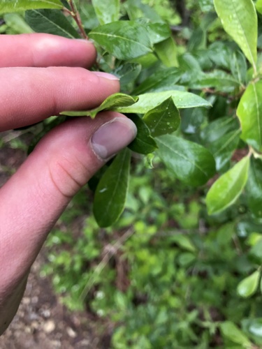 Sitka willow (Salix sitchensis)