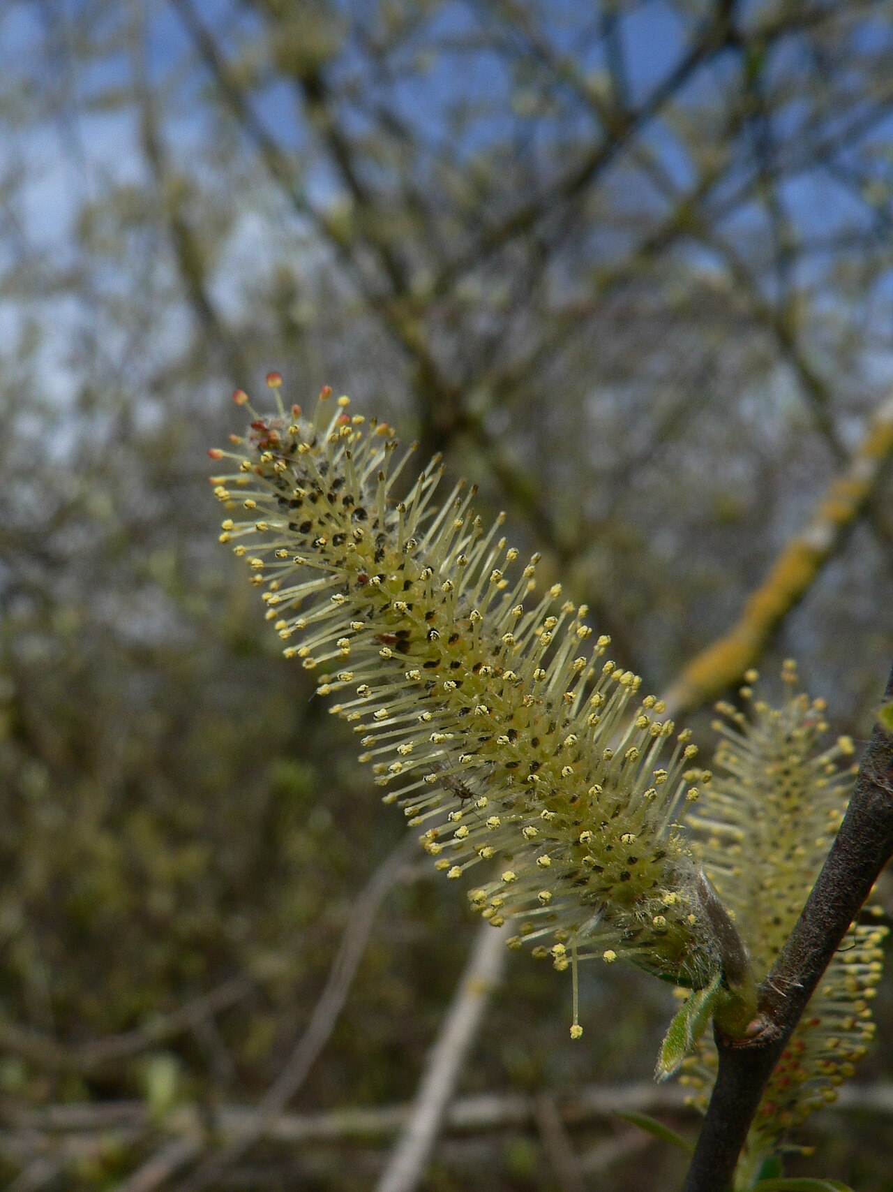 Sitka willow: Sitka Willow