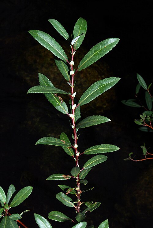 Almond willow: Leaves of Almond Willow ( Salix triandra ) . León , Spain