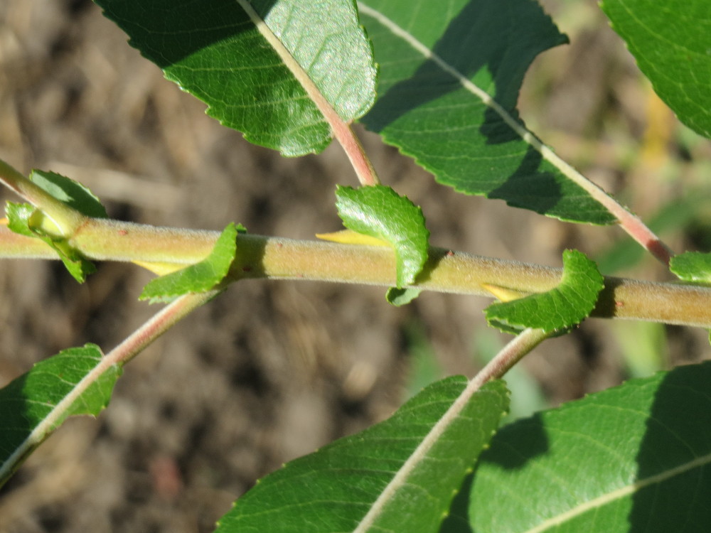 Almond willow: Mandel-Weide ( Salix triandra ) im Naturschutzgebiet Bachwiesen/Leopoldswiesen im Hockenheimer Rheinbogen