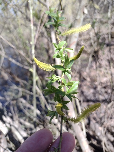 Almond willow (Salix triandra)