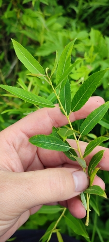 Almond willow (Salix triandra)