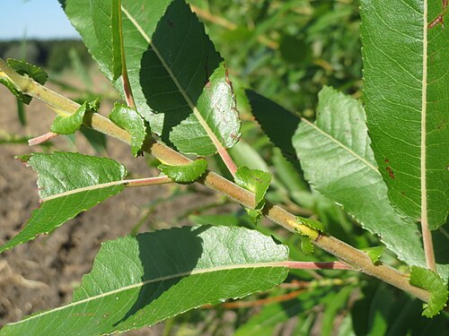 Almond willow: Mandel-Weide ( Salix triandra ) im Naturschutzgebiet Bachwiesen/Leopoldswiesen im Hockenheimer Rheinbogen