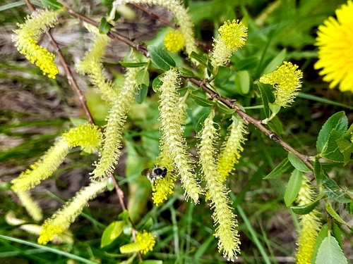 Almond willow (Salix triandra)
