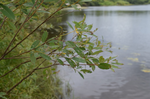 Almond willow (Salix triandra)
