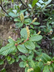 Rock willow (Salix vestita)