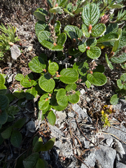 Rock willow (Salix vestita)