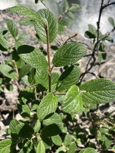 Rock willow (Salix vestita)
