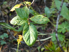 Rock willow (Salix vestita)