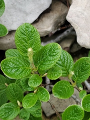 Rock willow (Salix vestita)