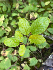 Rock willow (Salix vestita)