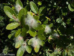 Rock willow (Salix vestita)