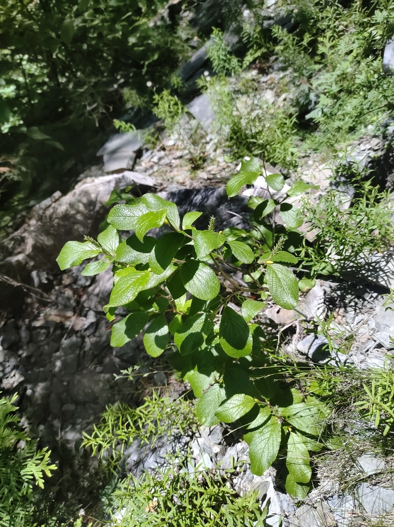 Rock willow (Salix vestita)