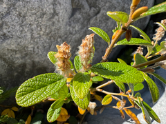 Rock willow (Salix vestita)