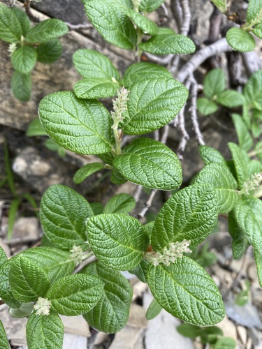 Rock willow (Salix vestita)