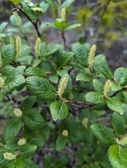 Rock willow (Salix vestita)
