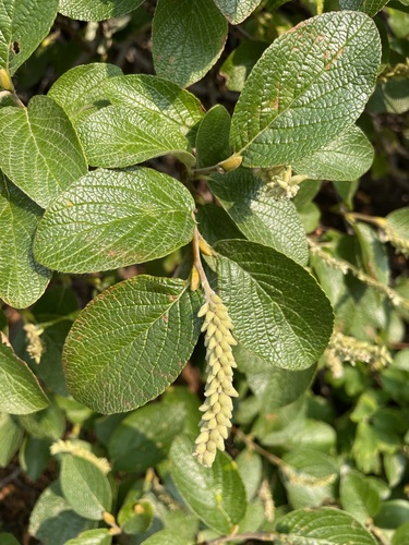 Rock willow (Salix vestita)