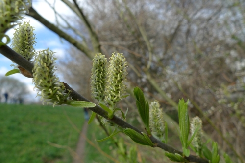 Basket willow (Salix viminalis)