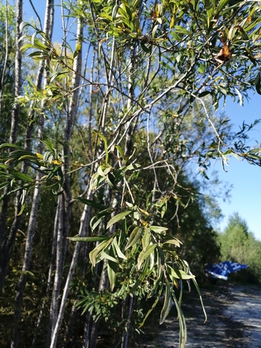Basket willow (Salix viminalis)