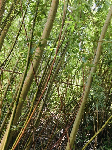 Basket willow (Salix viminalis)