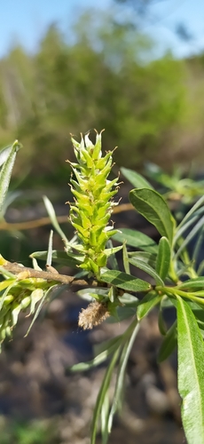 Basket willow (Salix viminalis)