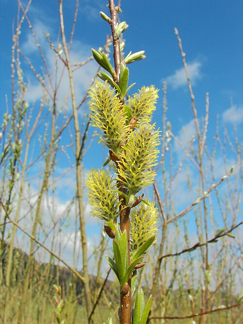 Basket willow: Common Osier (Salix viminalis), female catkins, Location: Lahntal-Goßfelden, Hesse, Germany