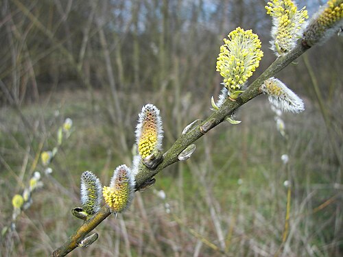 Basket willow: Common Osier (Salix viminalis), male catkins, Location: Near Cölbe, Hesse, Germany
