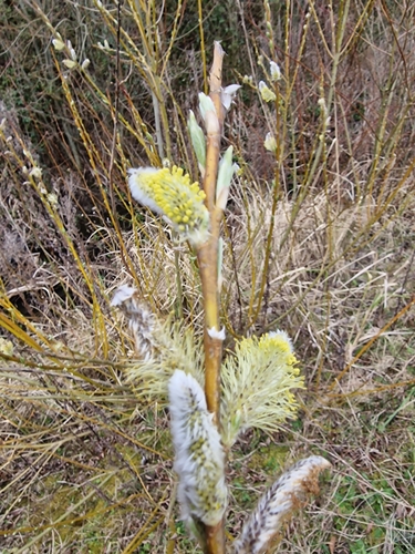 Basket willow (Salix viminalis)