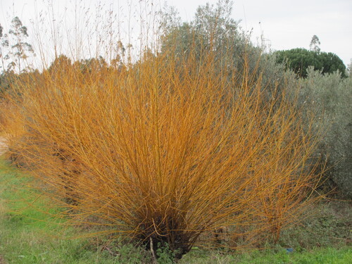 Basket willow (Salix viminalis)