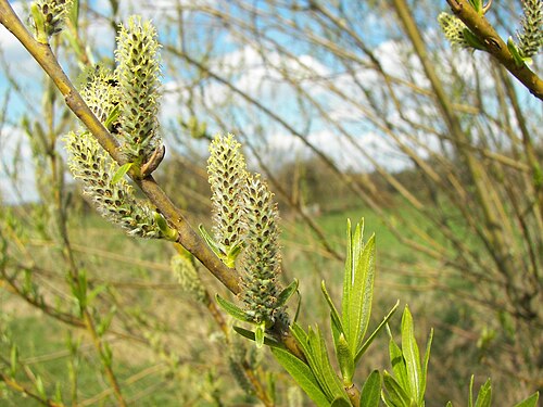 Basket willow: Common Osier ( Salix viminalis ), female catkins, Location: Fronhausen-Belnhausen, Hesse, Germany